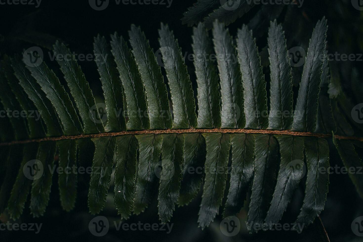 green texture hundreds of ferns. Green fern tree growing in summer. photo