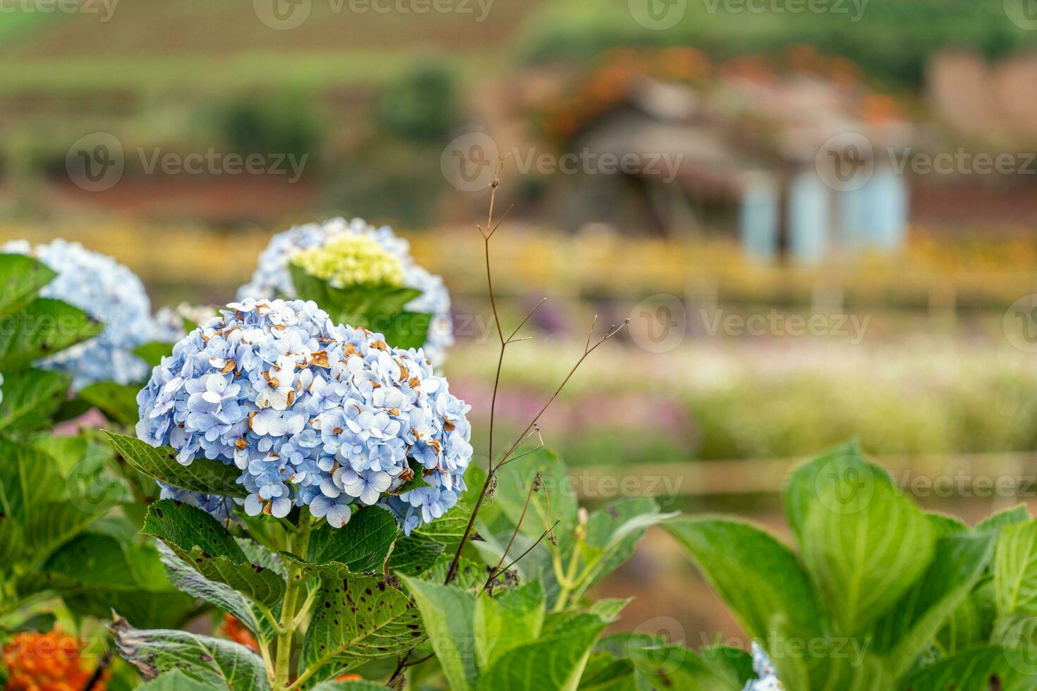Hydrangea flowers are blooming in Da Lat garden. This is a place to visit ecological tourist garden attracts other tourism to the highlands Vietnam photo