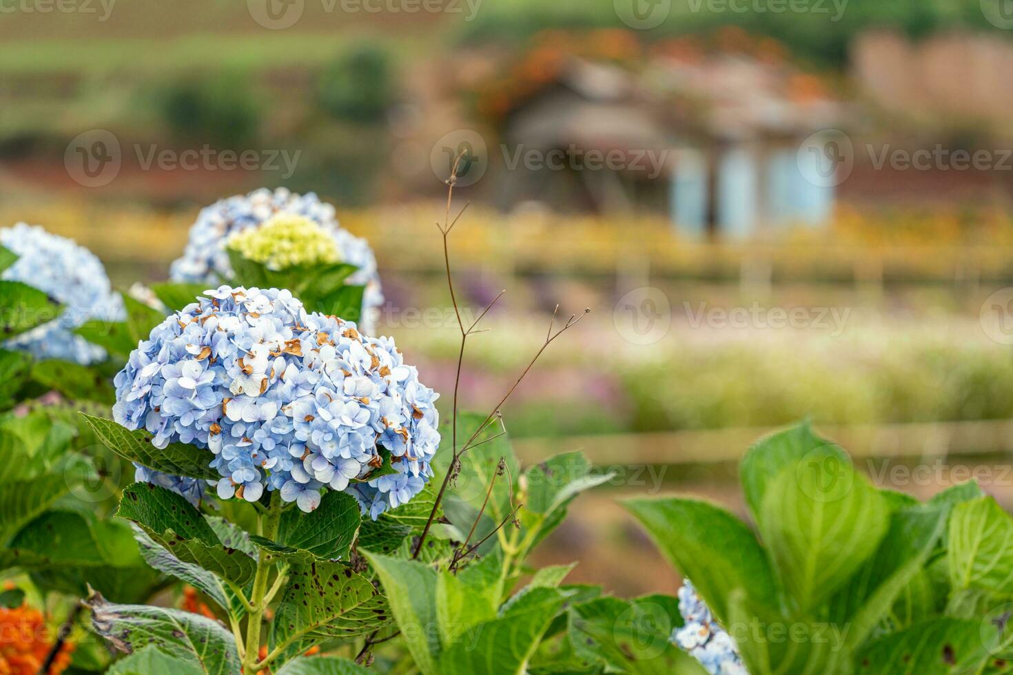 Hydrangea flowers are blooming in Da Lat garden. This is a place to visit ecological tourist garden attracts other tourism to the highlands Vietnam photo