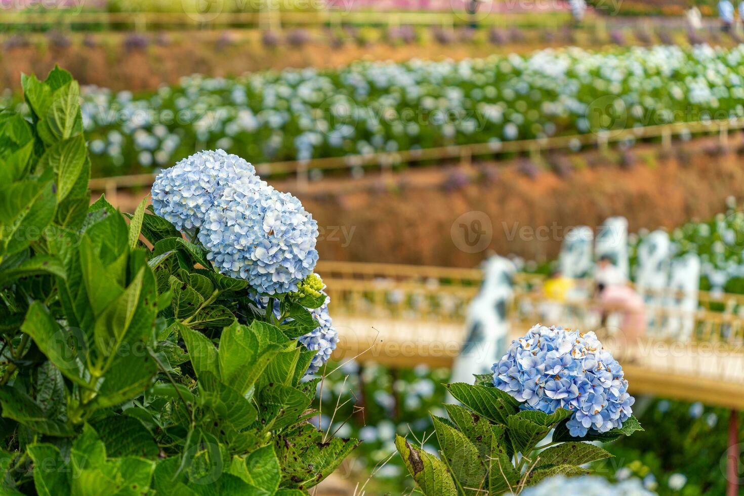 Hydrangea flowers are blooming in Da Lat garden. This is a place to visit ecological tourist garden attracts other tourism to the highlands Vietnam photo