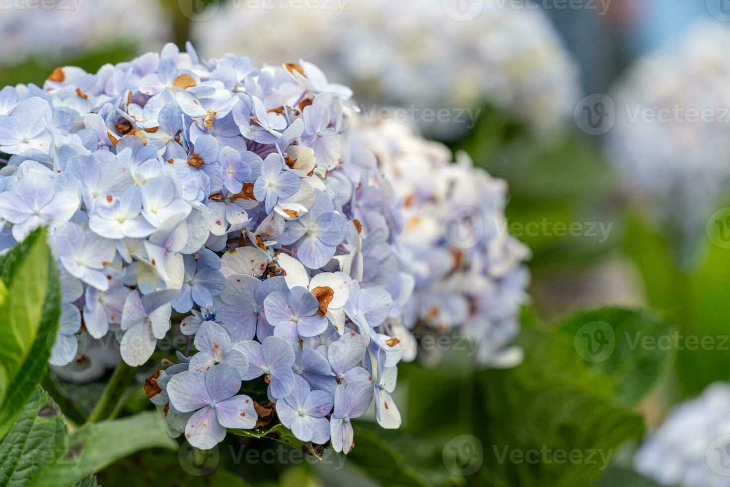 Hydrangea flowers are blooming in Da Lat garden. This is a place to visit ecological tourist garden attracts other tourism to the highlands Vietnam photo