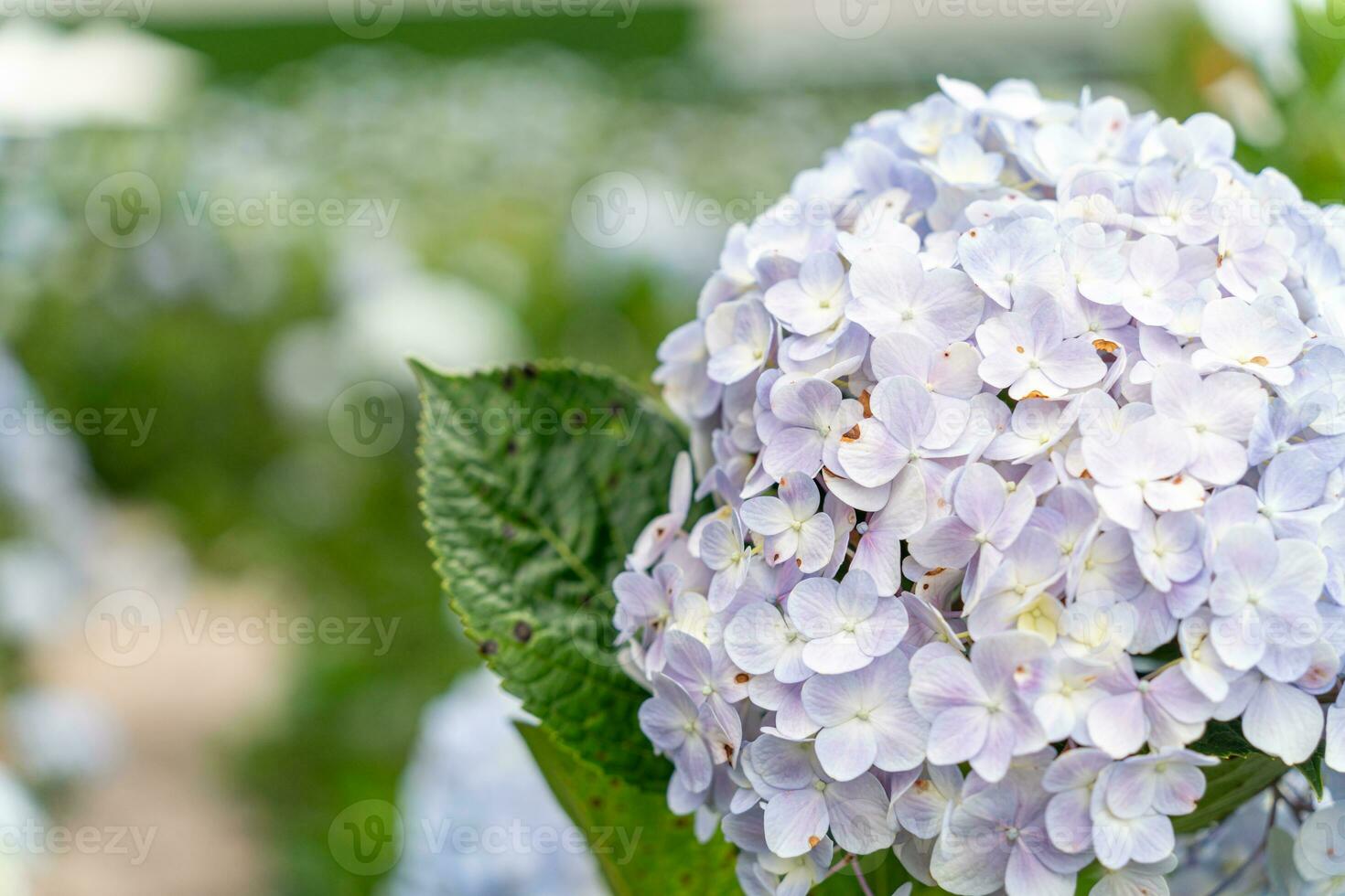 Hydrangea flowers are blooming in Da Lat garden. This is a place to visit ecological tourist garden attracts other tourism to the highlands Vietnam photo