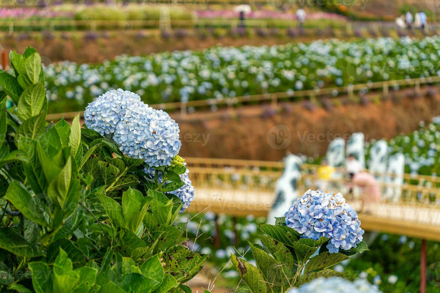 Hydrangea flowers are blooming in Da Lat garden. This is a place to visit ecological tourist garden attracts other tourism to the highlands Vietnam photo