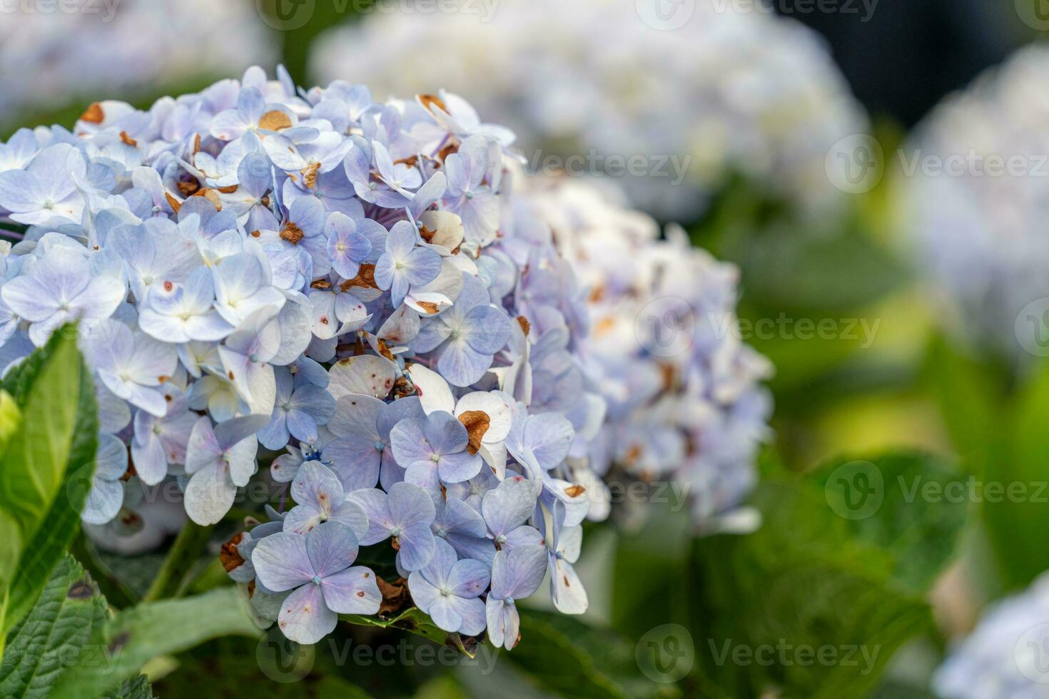 Hydrangea flowers are blooming in Da Lat garden. This is a place to visit ecological tourist garden attracts other tourism to the highlands Vietnam photo