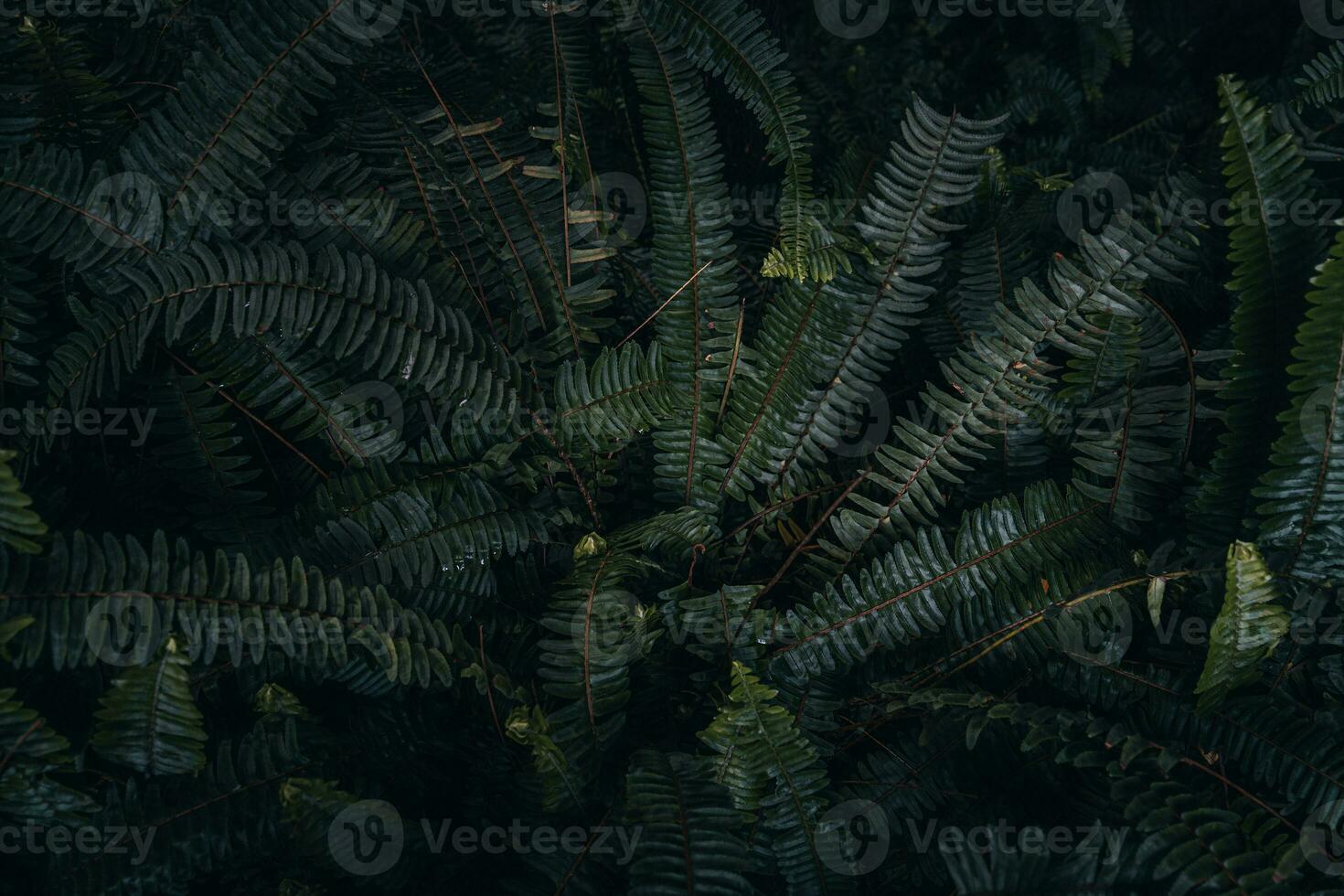 green texture hundreds of ferns. Green fern tree growing in summer. photo