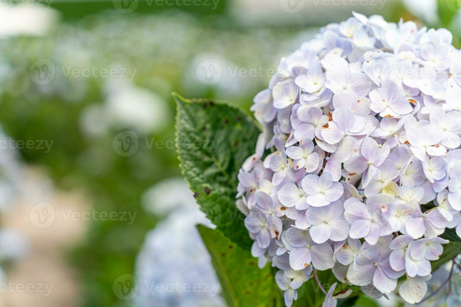Hydrangea flowers are blooming in Da Lat garden. This is a place to visit ecological tourist garden attracts other tourism to the highlands Vietnam photo