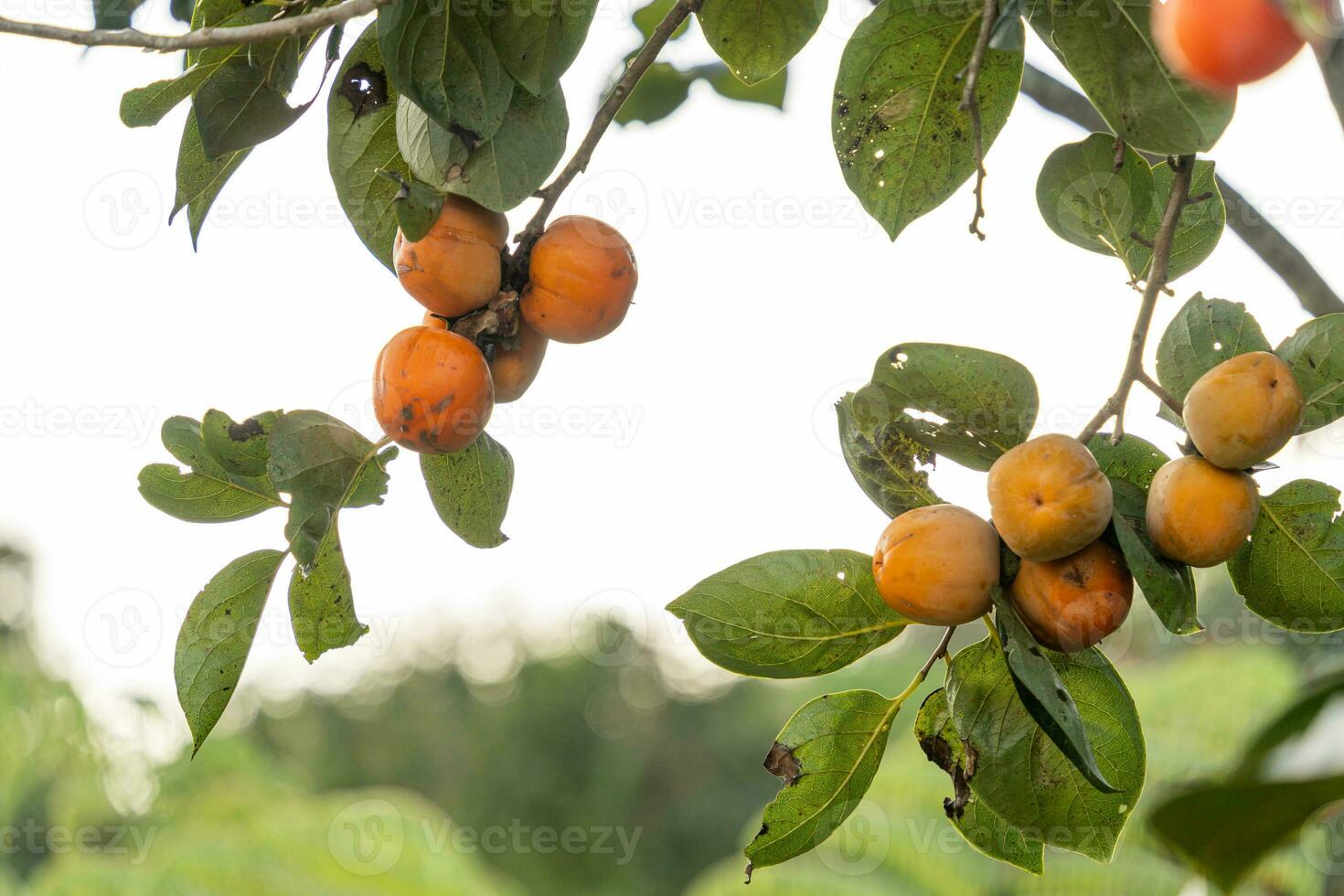 Persimmon tree fresh fruit that is ripened hanging on the branches in plant garden. Juicy fruit and ripe fruit with persimmon trees lovely crisp juicy sweet in Dalat city, Vietnam photo