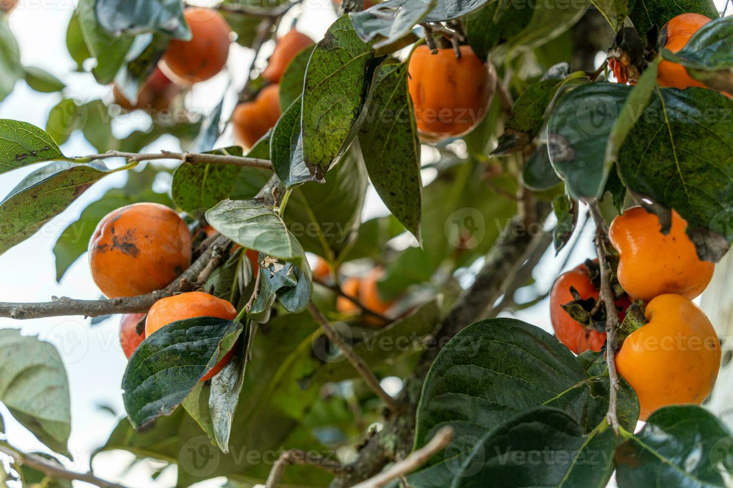 Persimmon tree fresh fruit that is ripened hanging on the branches in plant garden. Juicy fruit and ripe fruit with persimmon trees lovely crisp juicy sweet in Dalat city, Vietnam photo