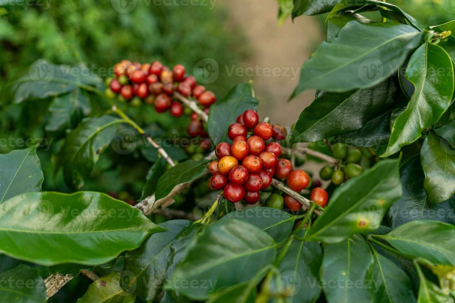 Coffee beans ripening, fresh coffee, red berry branch, industry agriculture on tree in Vietnam photo