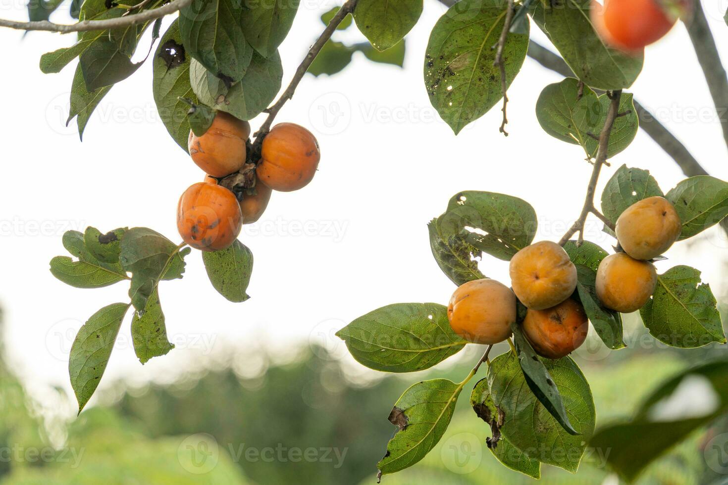 Persimmon tree fresh fruit that is ripened hanging on the branches in plant garden. Juicy fruit and ripe fruit with persimmon trees lovely crisp juicy sweet in Dalat city, Vietnam photo