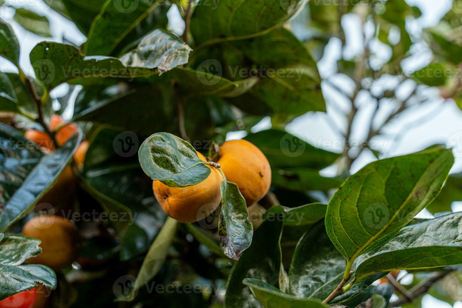 Persimmon tree fresh fruit that is ripened hanging on the branches in plant garden. Juicy fruit and ripe fruit with persimmon trees lovely crisp juicy sweet in Dalat city, Vietnam photo
