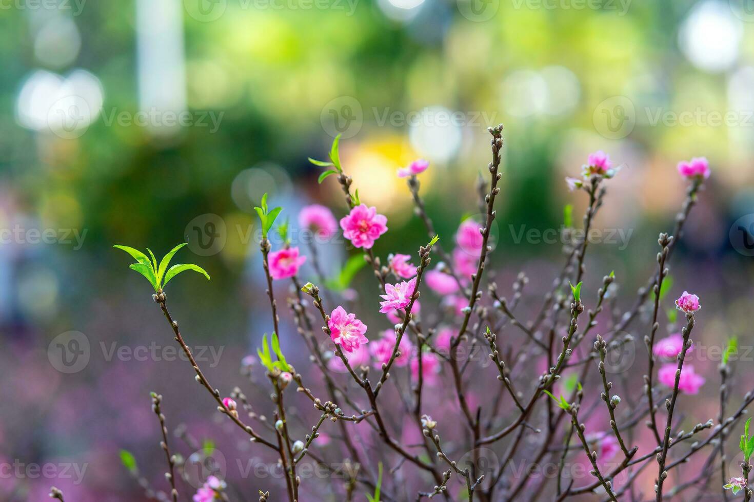 Colorful pink blossoms bloom in small village before Tet Festival, Vietnam Lunar Year. View of peach branches and cherry blossoms with Vietnamese food for Tet holiday photo