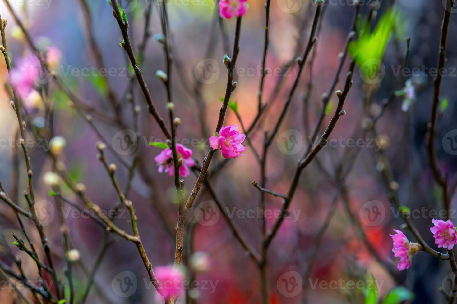 Colorful pink blossoms bloom in small village before Tet Festival, Vietnam Lunar Year. View of peach branches and cherry blossoms with Vietnamese food for Tet holiday photo