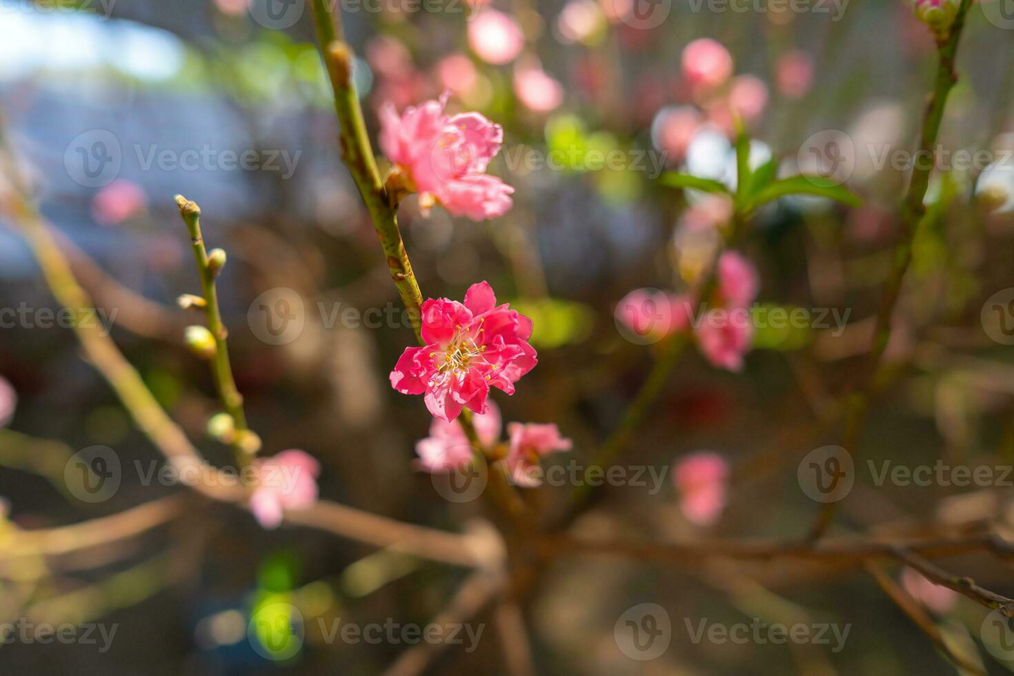 Colorful pink blossoms bloom in small village before Tet Festival, Vietnam Lunar Year. View of peach branches and cherry blossoms with Vietnamese food for Tet holiday photo