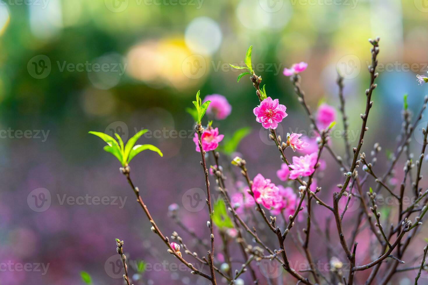 vistoso rosado flores floración en pequeño pueblo antes de tet festival, Vietnam lunar año. ver de melocotón ramas y Cereza flores con vietnamita comida para tet fiesta foto