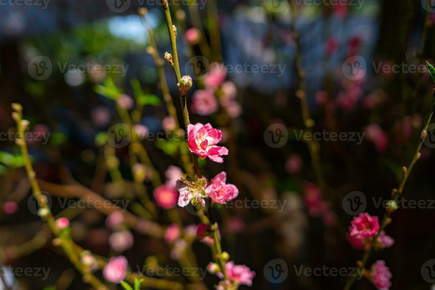 Colorful pink blossoms bloom in small village before Tet Festival, Vietnam Lunar Year. View of peach branches and cherry blossoms with Vietnamese food for Tet holiday photo