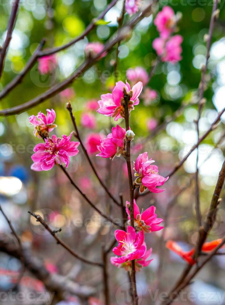 Colorful pink blossoms bloom in small village before Tet Festival, Vietnam Lunar Year. View of peach branches and cherry blossoms with Vietnamese food for Tet holiday photo