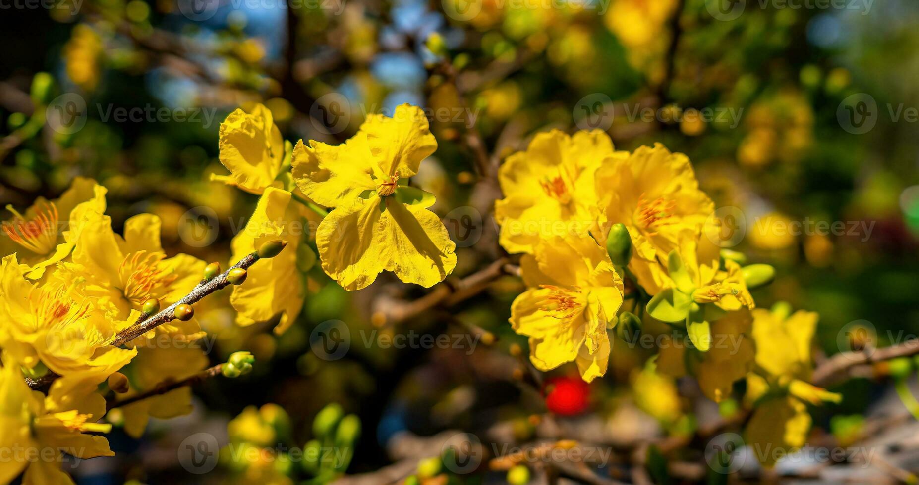 Hoa Mai tree - Ochna Integerrima flower, traditional lunar new year - Tet holiday in Vietnam. Apricot bloom bright yellow flowers in the spring garden. photo