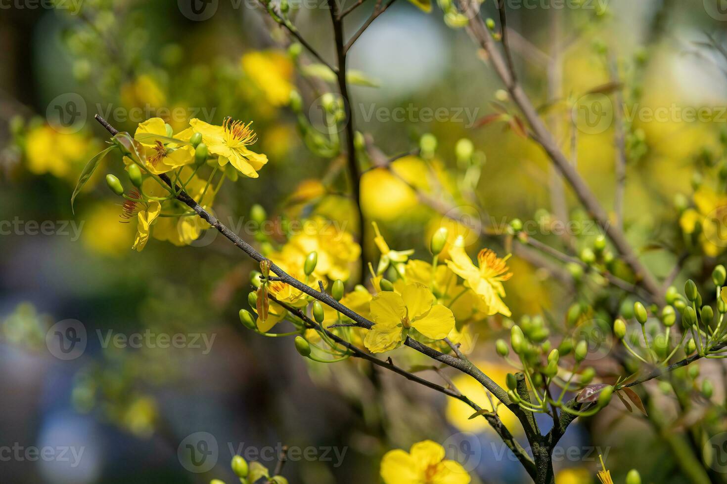 Hoa Mai tree - Ochna Integerrima flower, traditional lunar new year - Tet holiday in Vietnam. Apricot bloom bright yellow flowers in the spring garden. photo