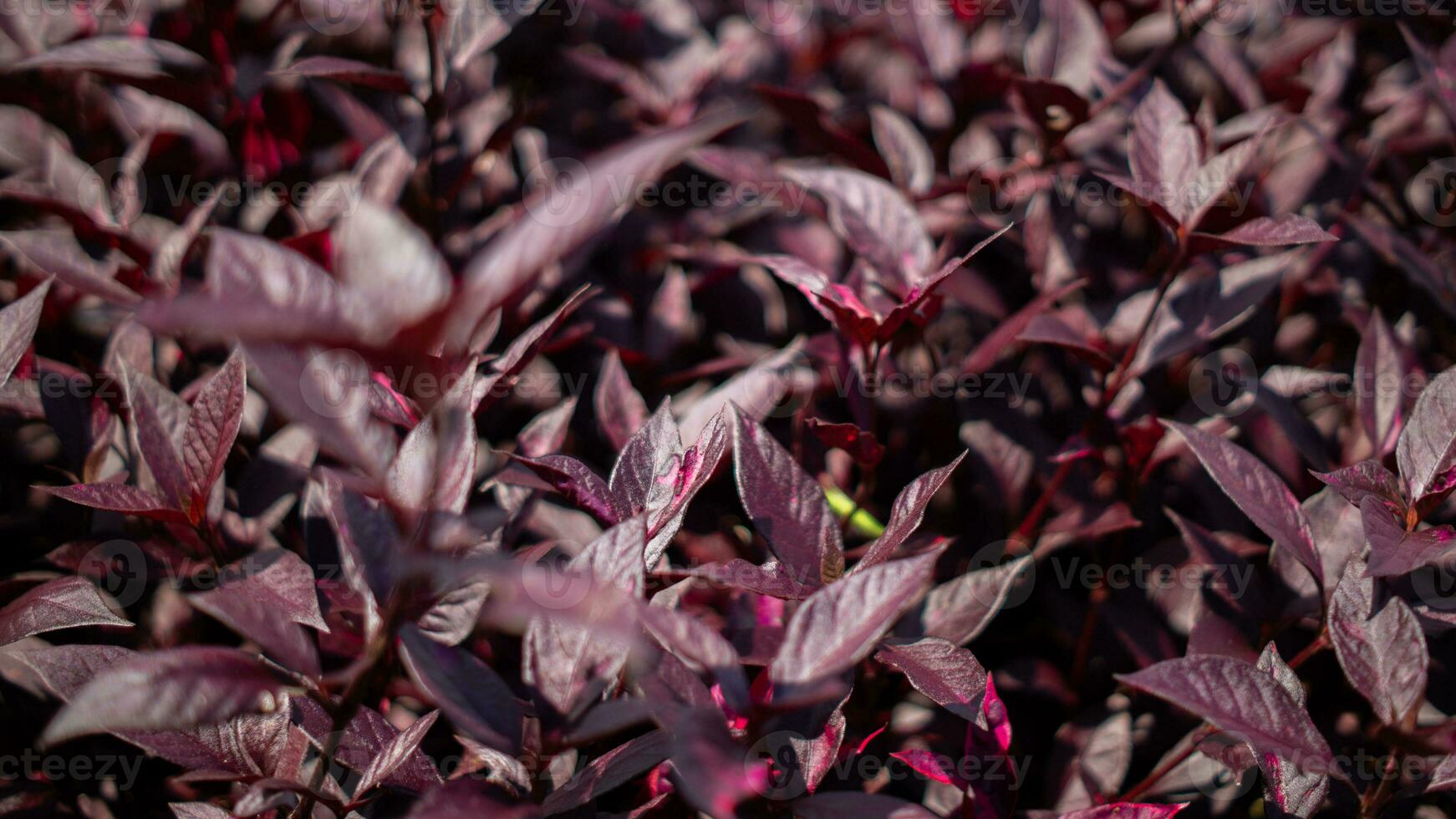 nature purple flowers and leaf photo