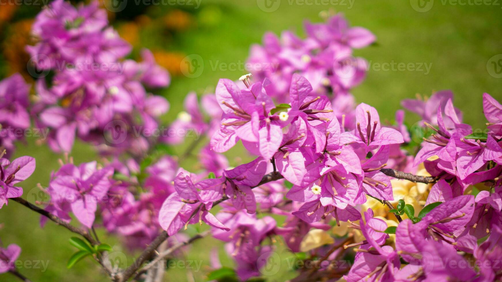 naturaleza púrpura flores y hoja foto