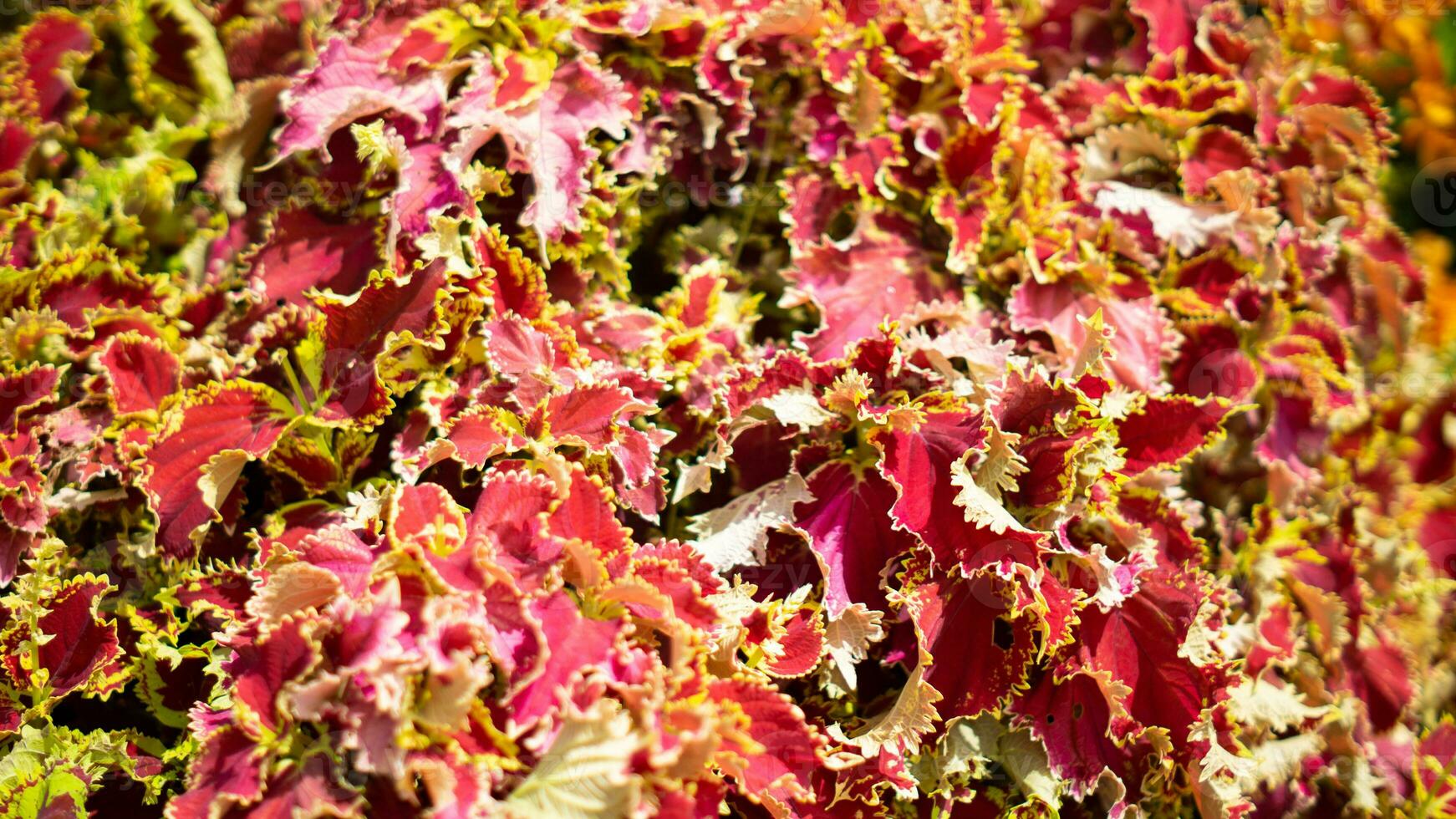 nature red flowers and leaf photo