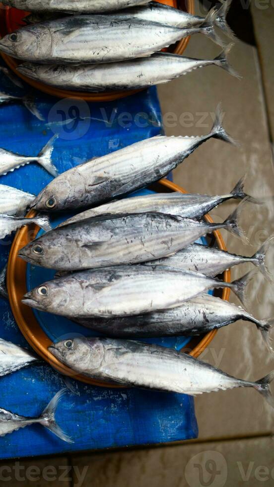 fresh seafood on the fish market photo