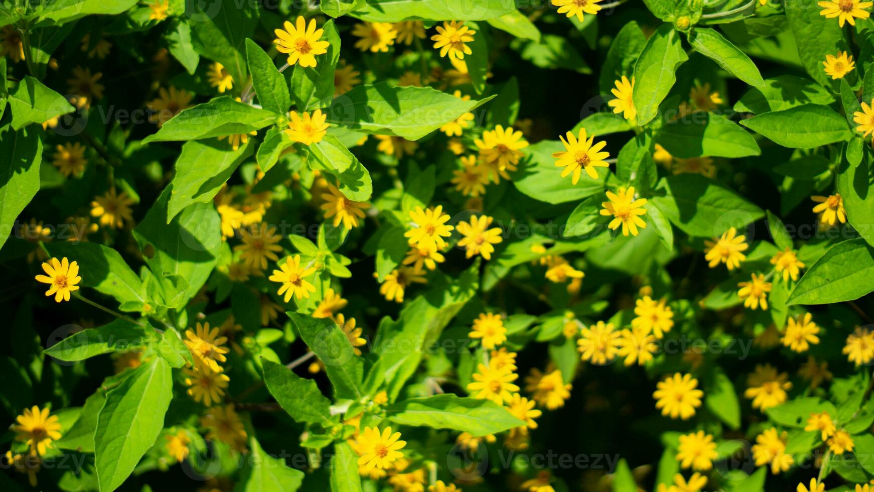 nature yellow flower and leaf photo