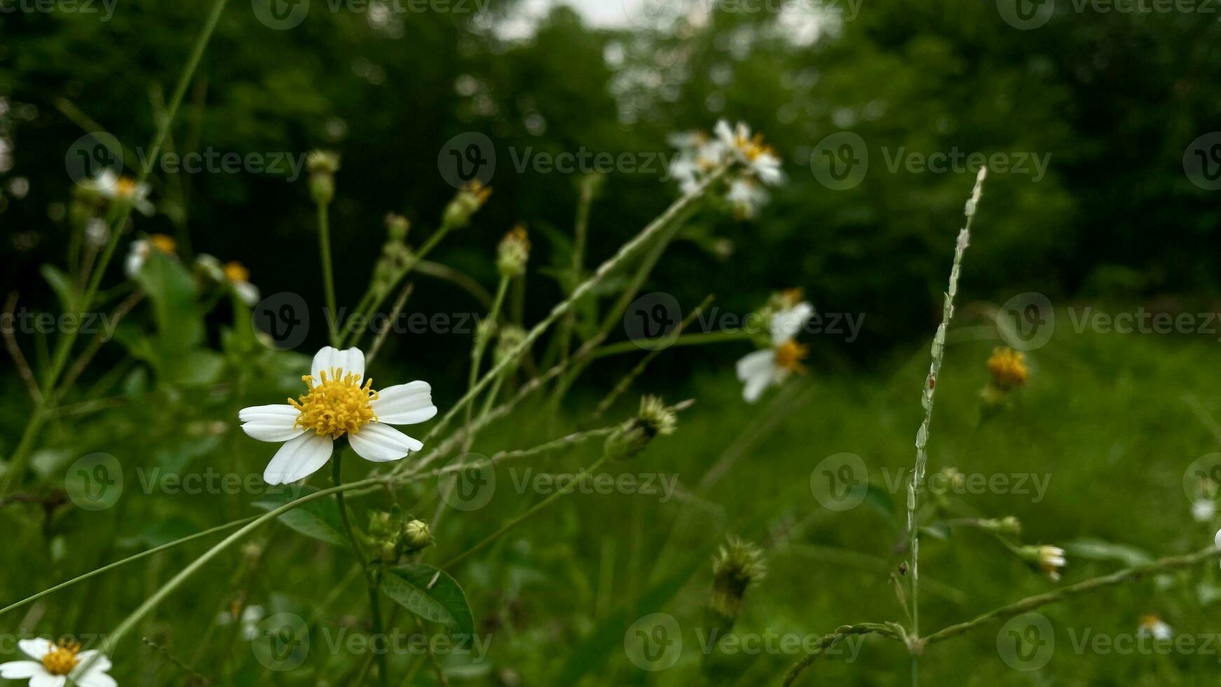 grass and wild flowers that grow around the rice fields in mountainous areas photo