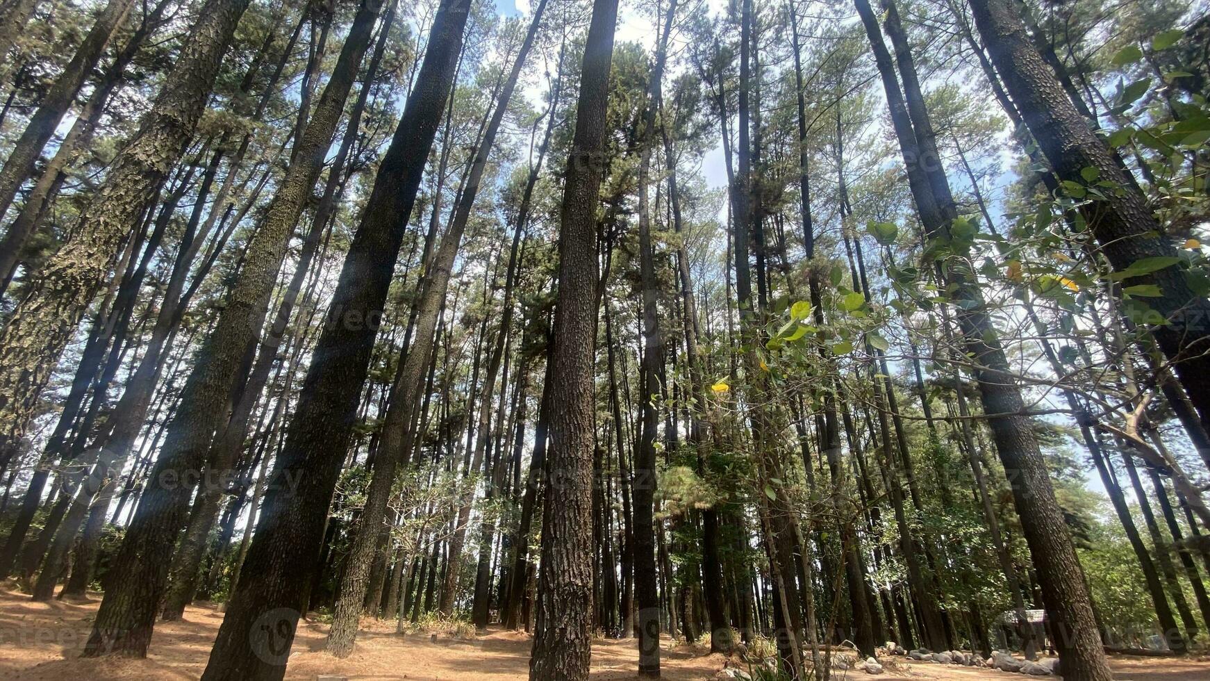 The dense and beautiful pine forest makes the atmosphere cool and comfortable on hot, sunny days photo