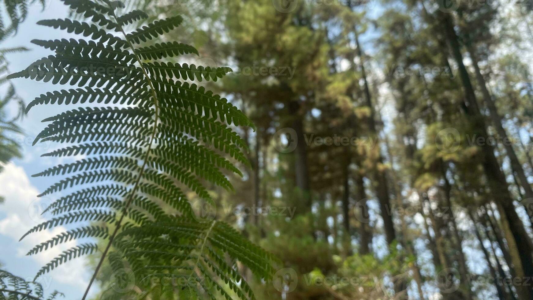 The dense and beautiful pine forest makes the atmosphere cool and comfortable on hot, sunny days photo