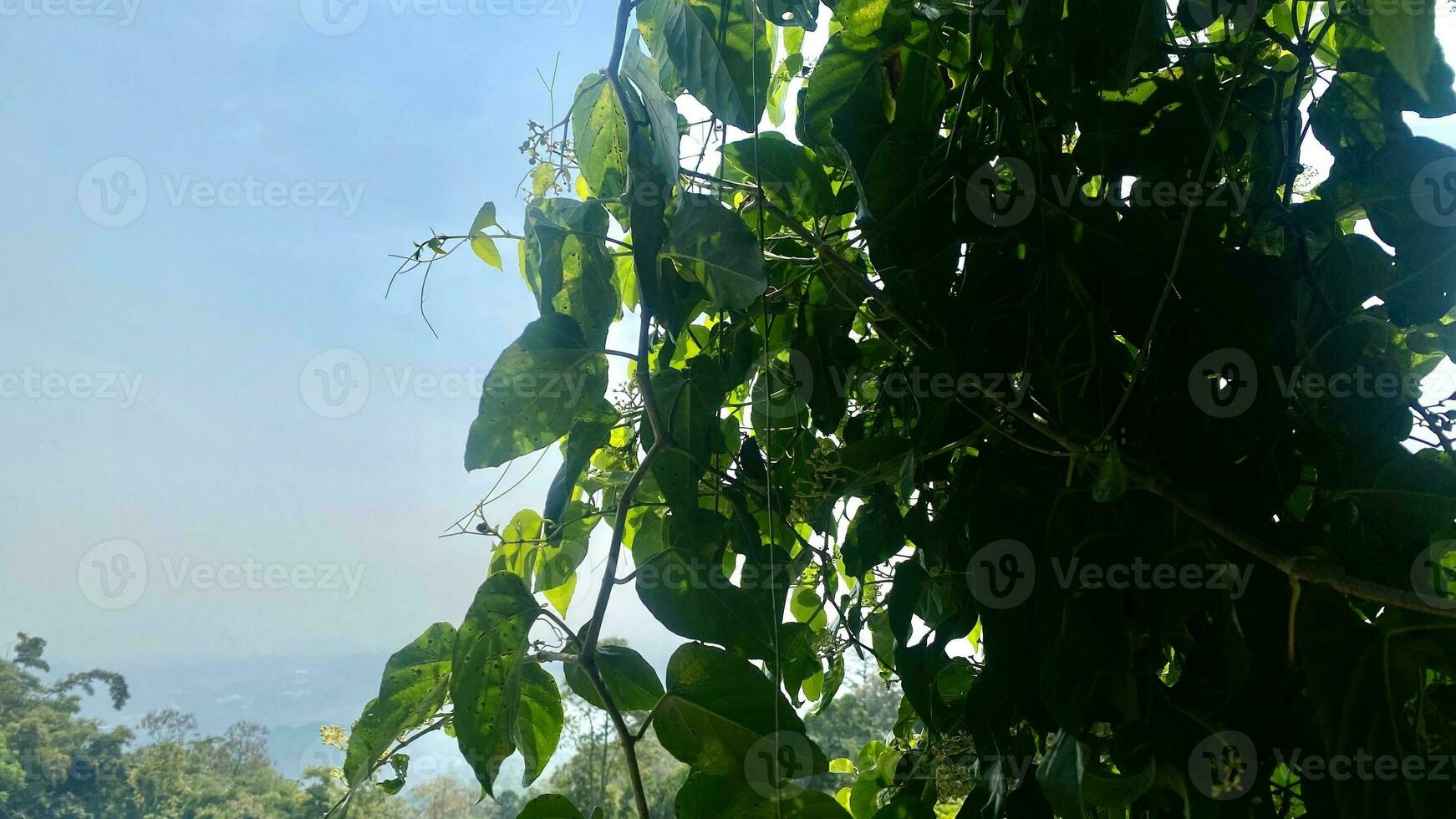 shrubs that grow wild in rice fields in mountainous areas photo