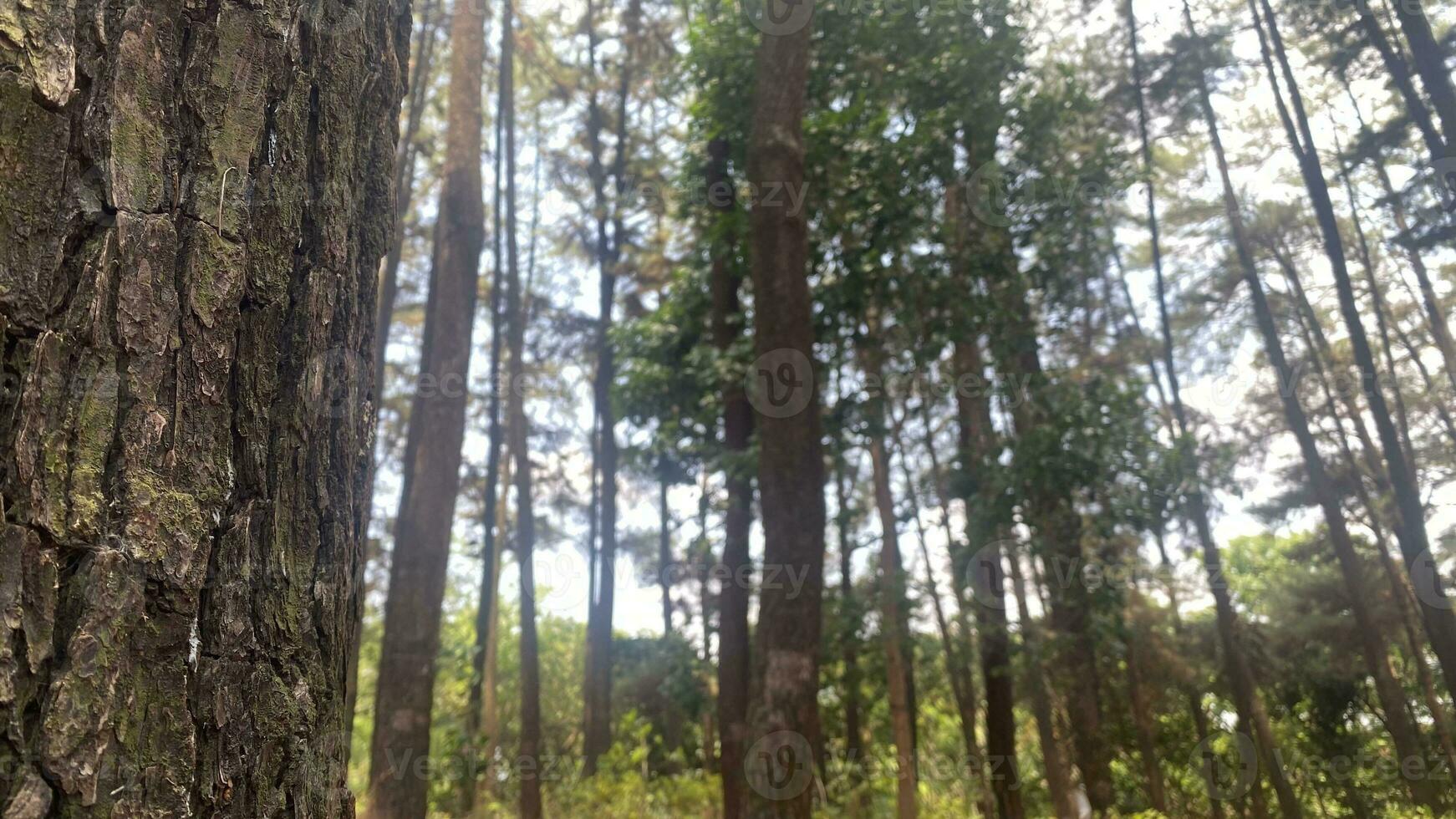 The dense and beautiful pine forest makes the atmosphere cool and comfortable on hot, sunny days photo