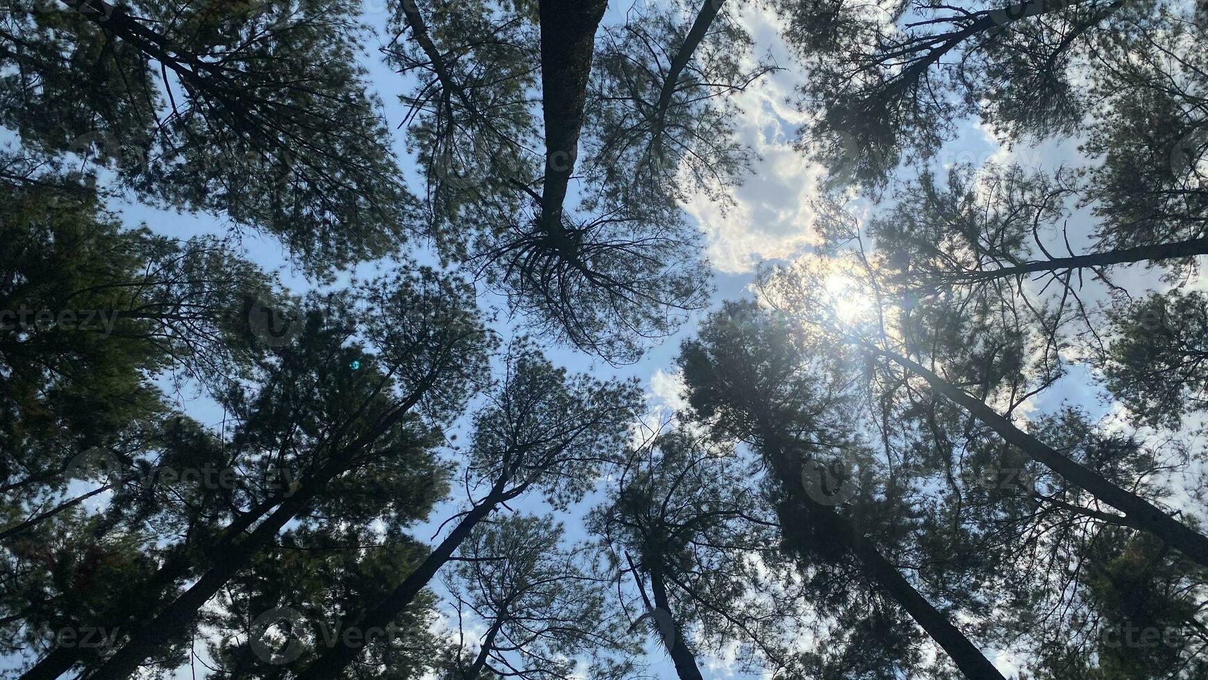 The dense and beautiful pine forest makes the atmosphere cool and comfortable on hot, sunny days photo
