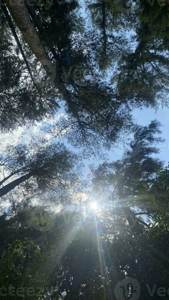 The dense and beautiful pine forest makes the atmosphere cool and comfortable on hot, sunny days photo