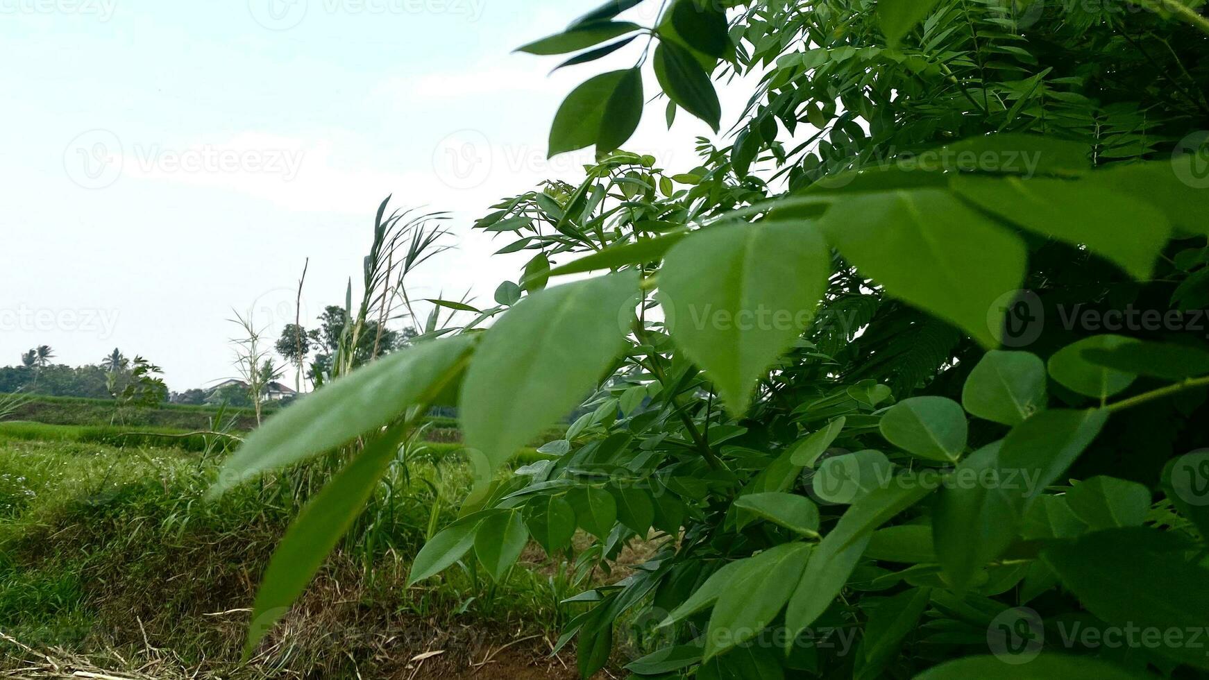 shrubs that grow wild in rice fields in mountainous areas photo