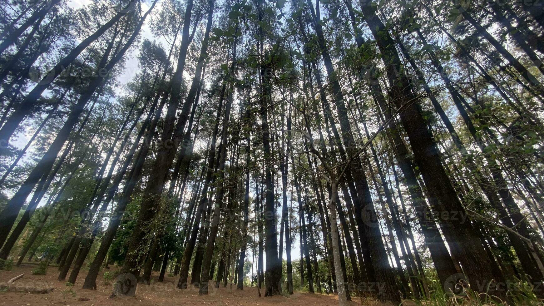 The dense and beautiful pine forest makes the atmosphere cool and comfortable on hot, sunny days photo
