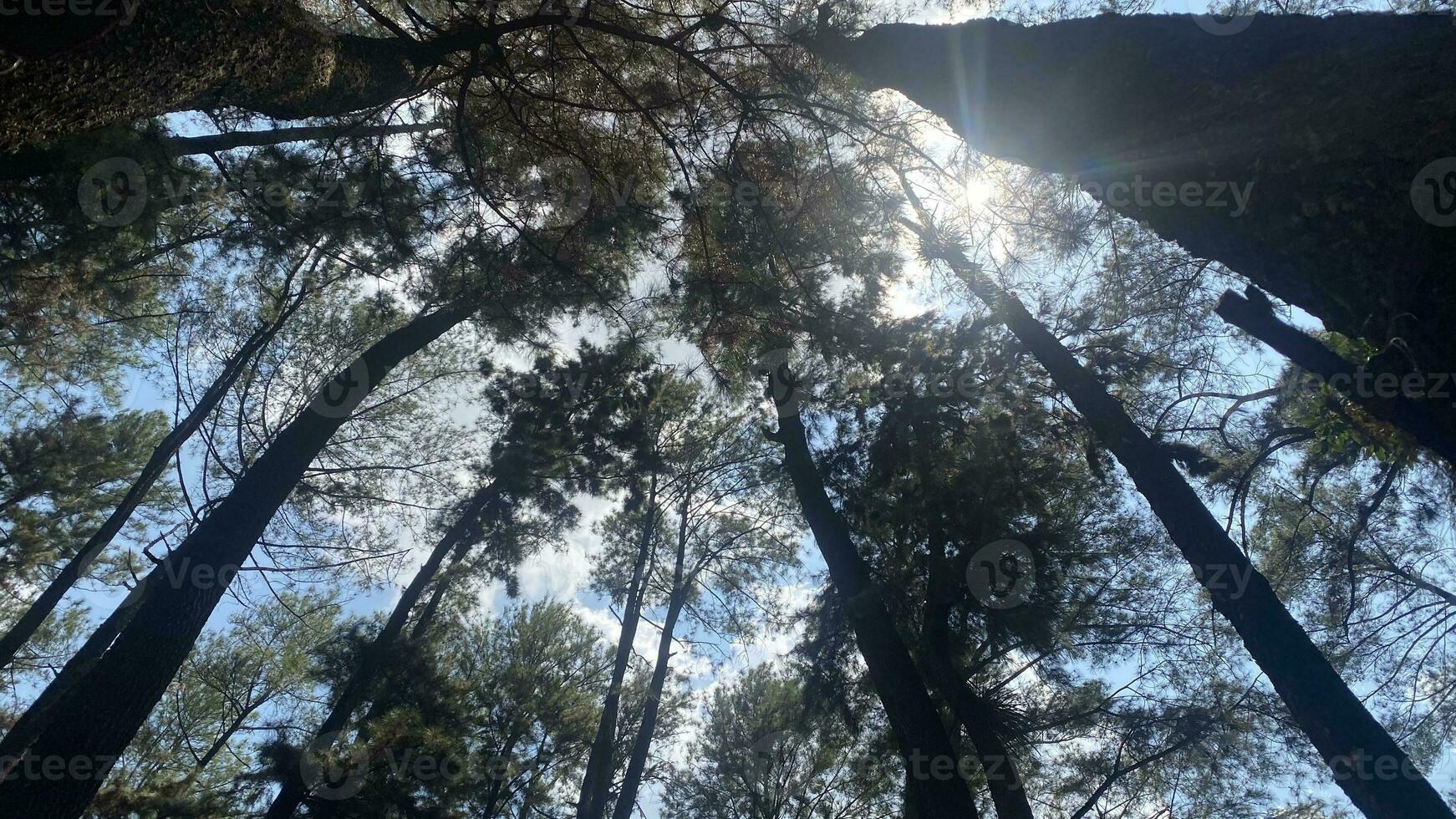 The dense and beautiful pine forest makes the atmosphere cool and comfortable on hot, sunny days photo