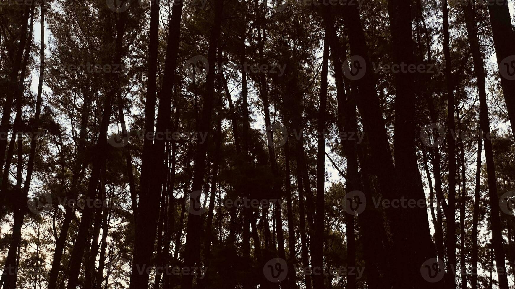 The dense and beautiful pine forest makes the atmosphere cool and comfortable on hot, sunny days photo