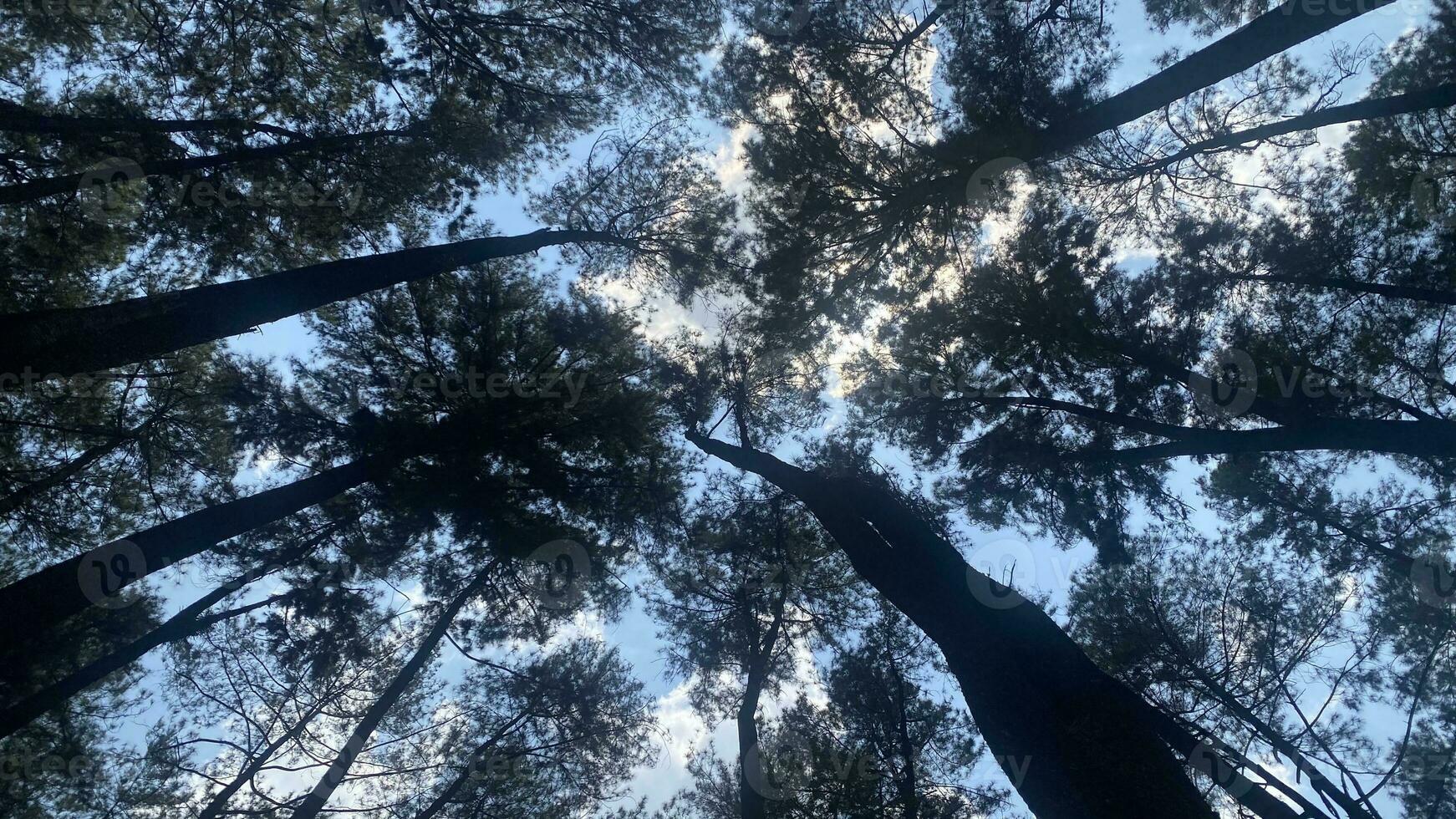 The dense and beautiful pine forest makes the atmosphere cool and comfortable on hot, sunny days photo