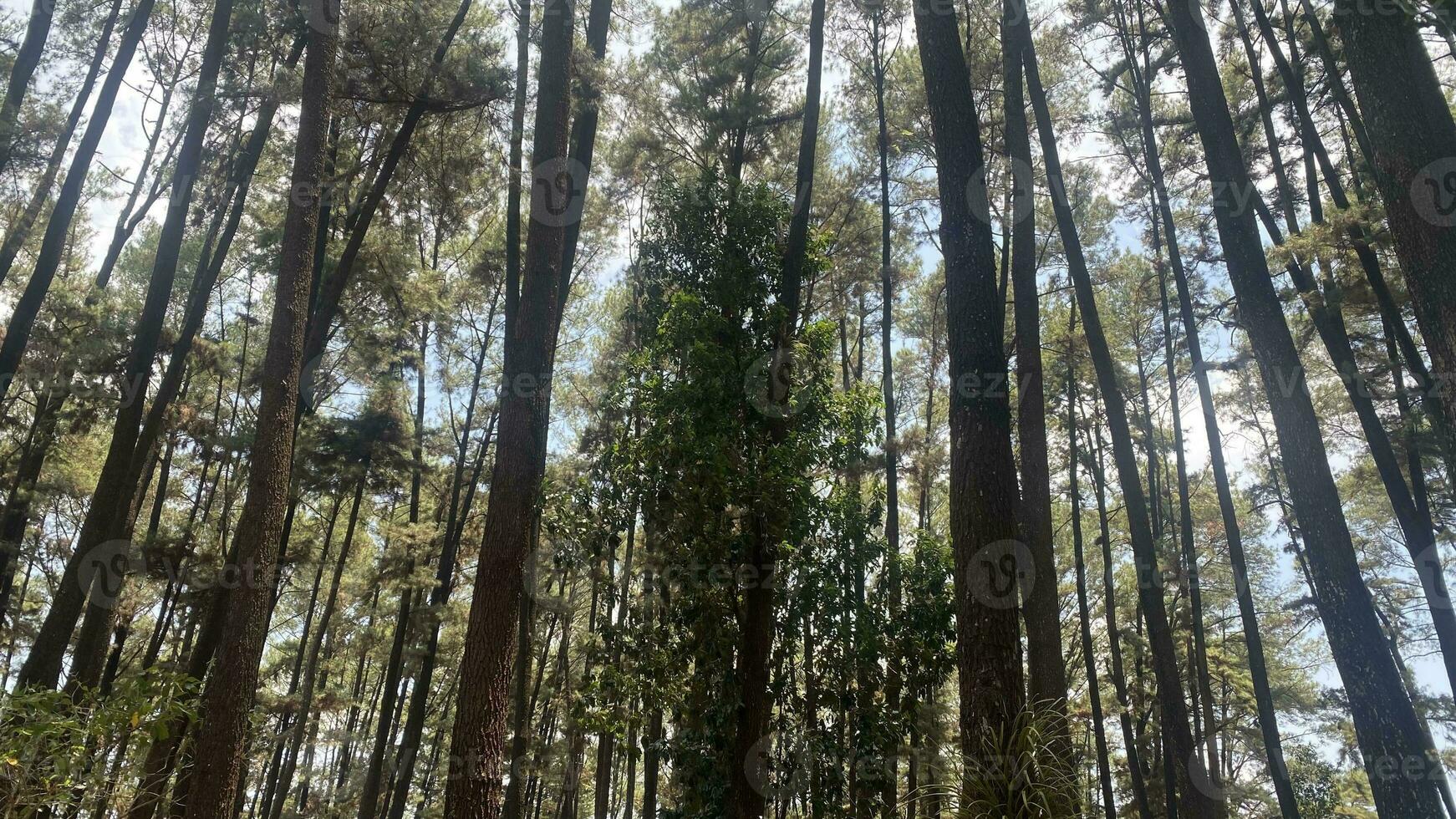 The dense and beautiful pine forest makes the atmosphere cool and comfortable on hot, sunny days photo