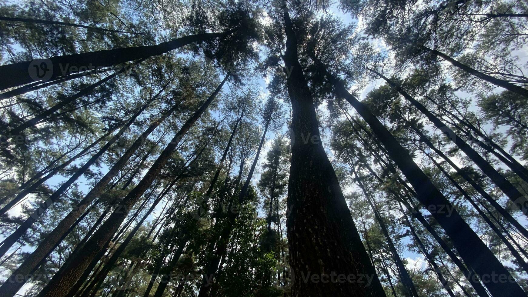 The dense and beautiful pine forest makes the atmosphere cool and comfortable on hot, sunny days photo