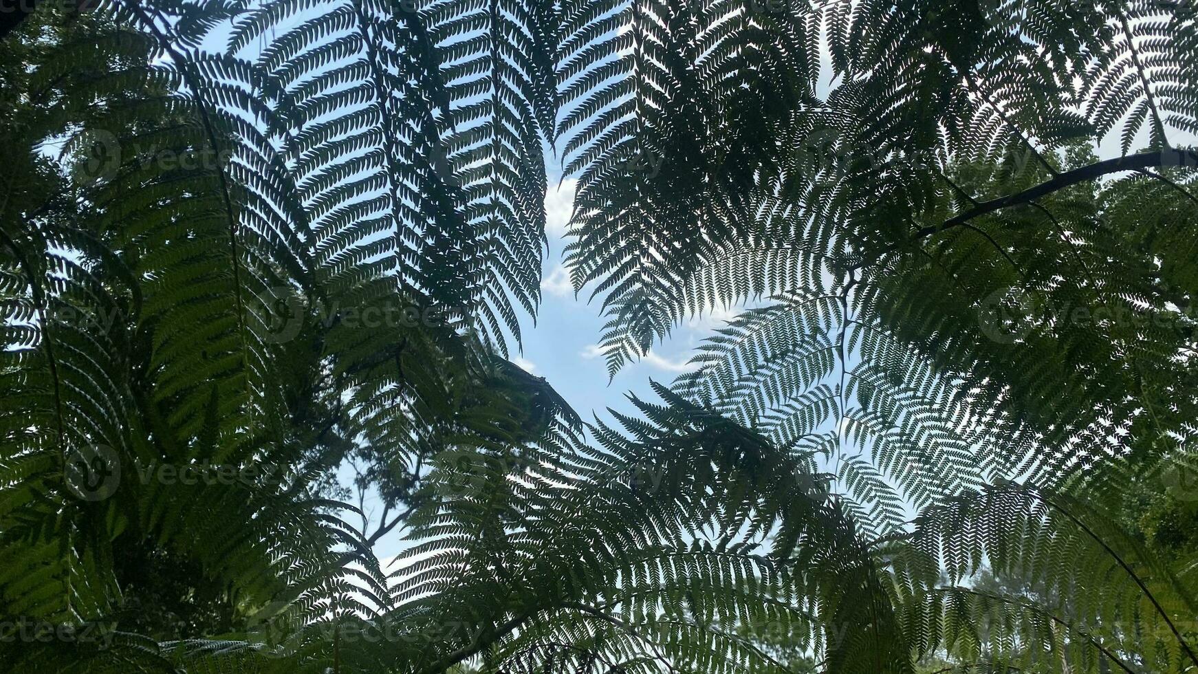 beautiful fern leaves under a bright blue sky photo