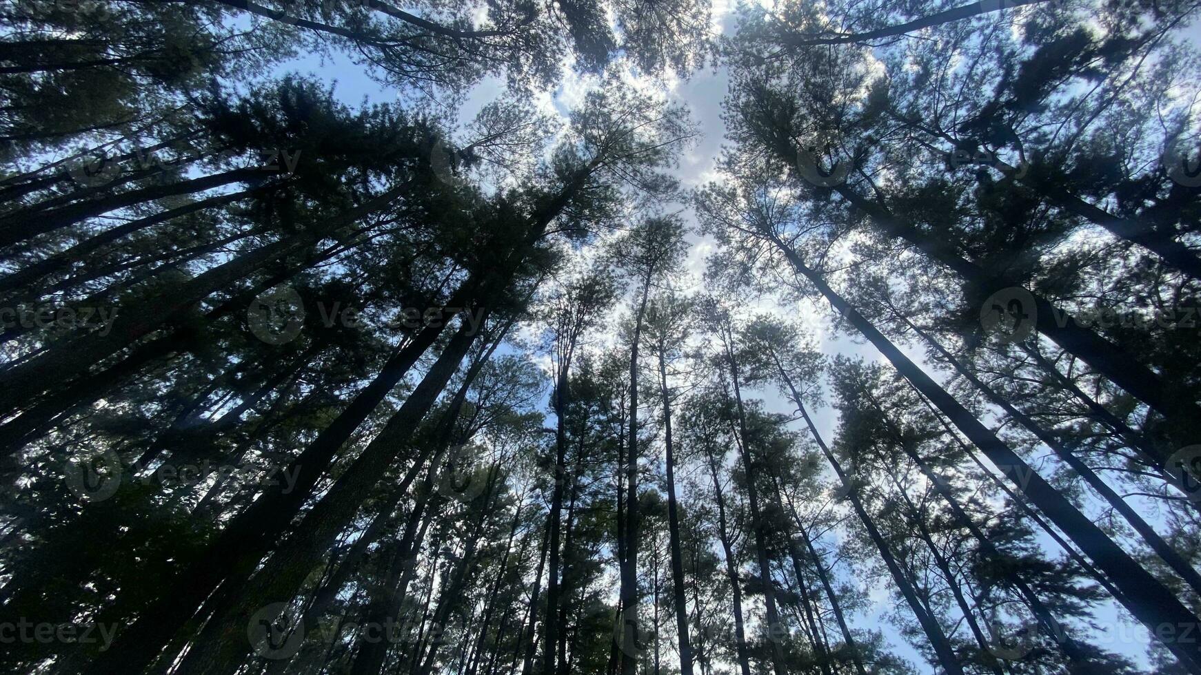 The dense and beautiful pine forest makes the atmosphere cool and comfortable on hot, sunny days photo