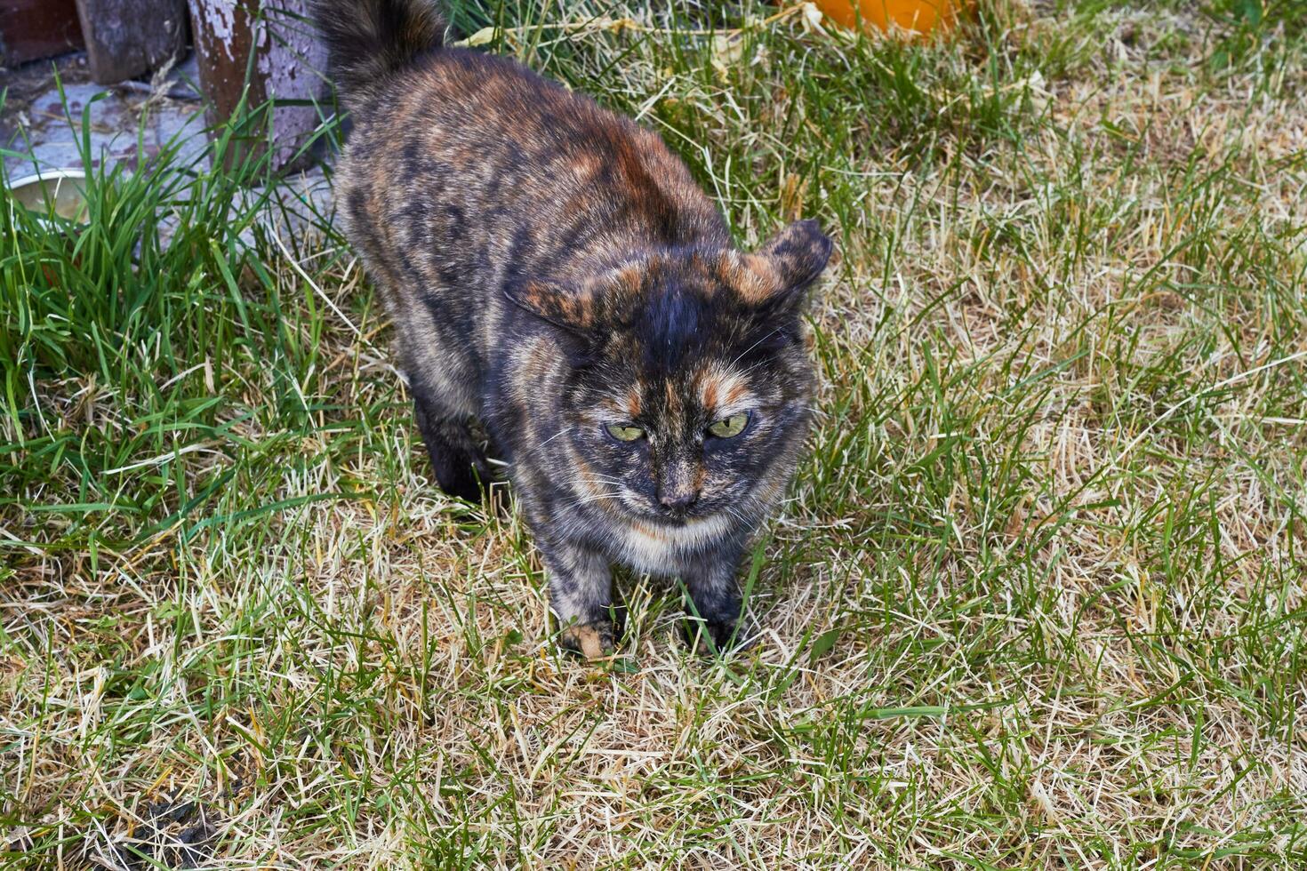 Tricolor cat on a background of green grass. photo