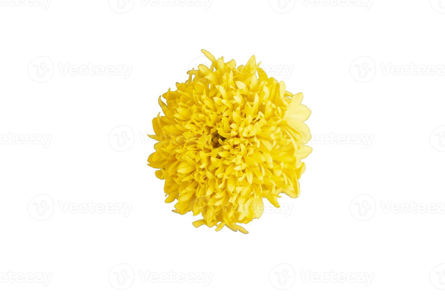 Beautiful yellow marigold isolated on white background with clipping path. photo