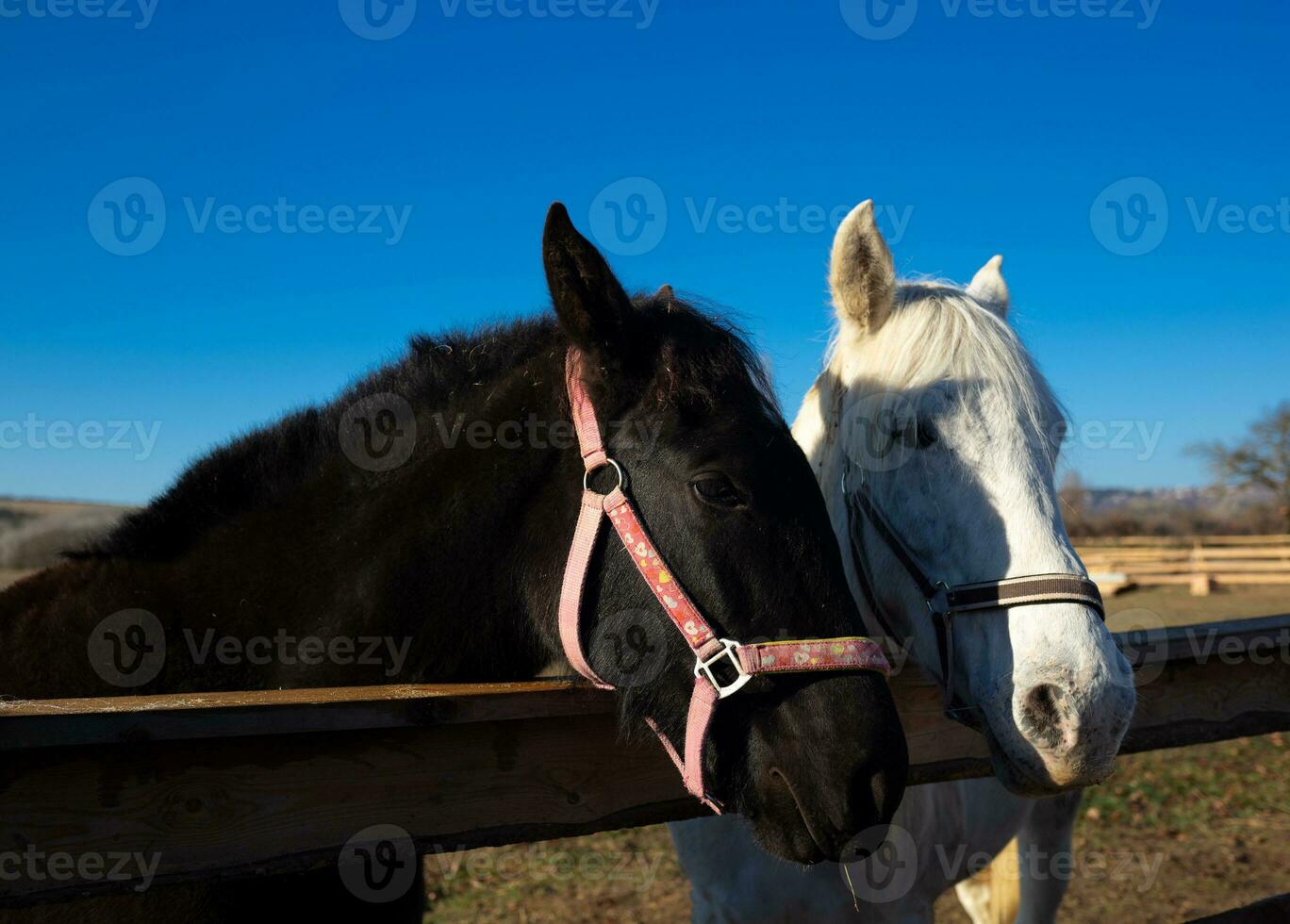 muzzles of two adult horses, white and brown, close-up photo