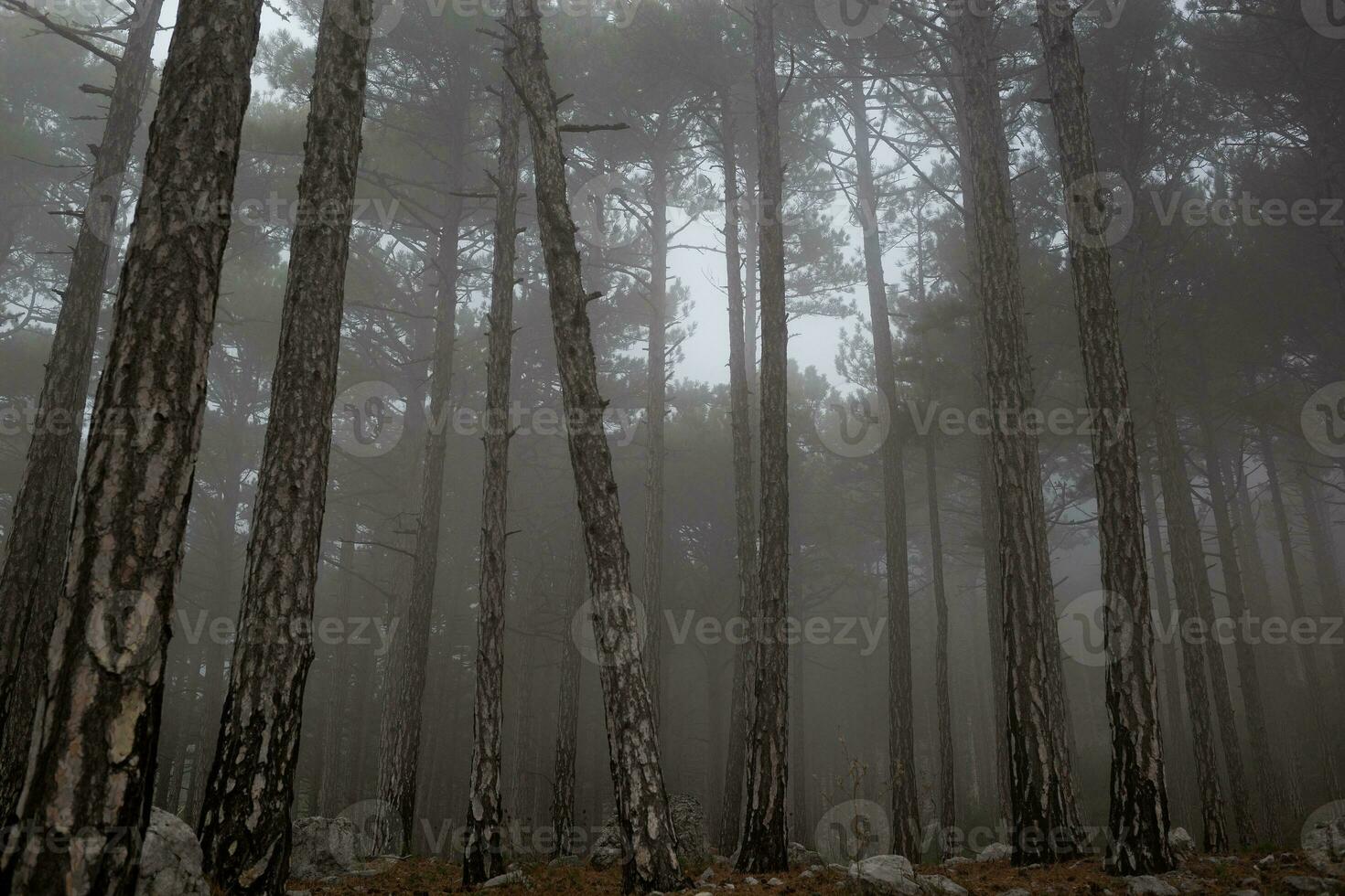 trees in the foggy forest. autumn landscape photo