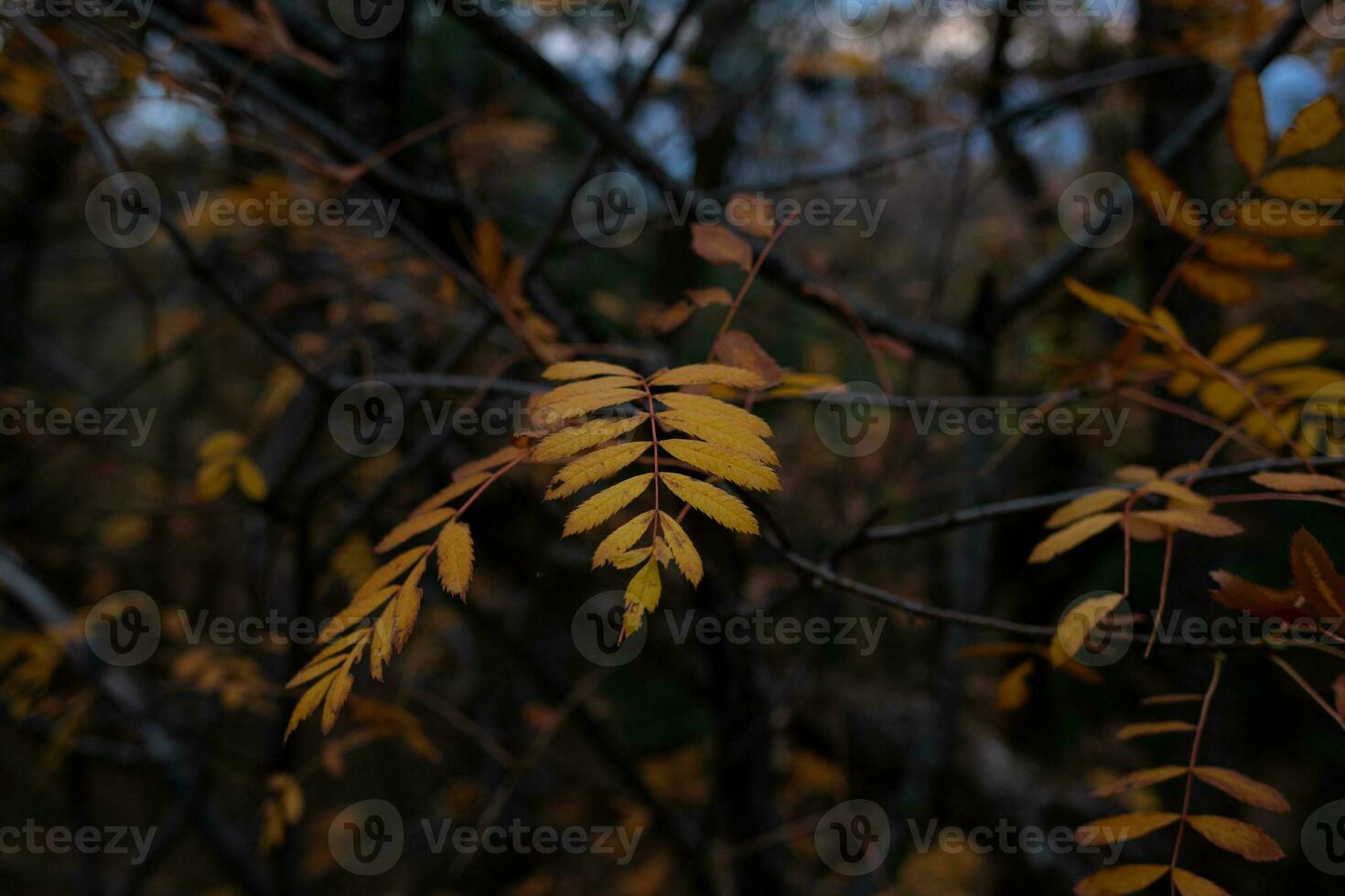 trees in the foggy forest. autumn landscape photo