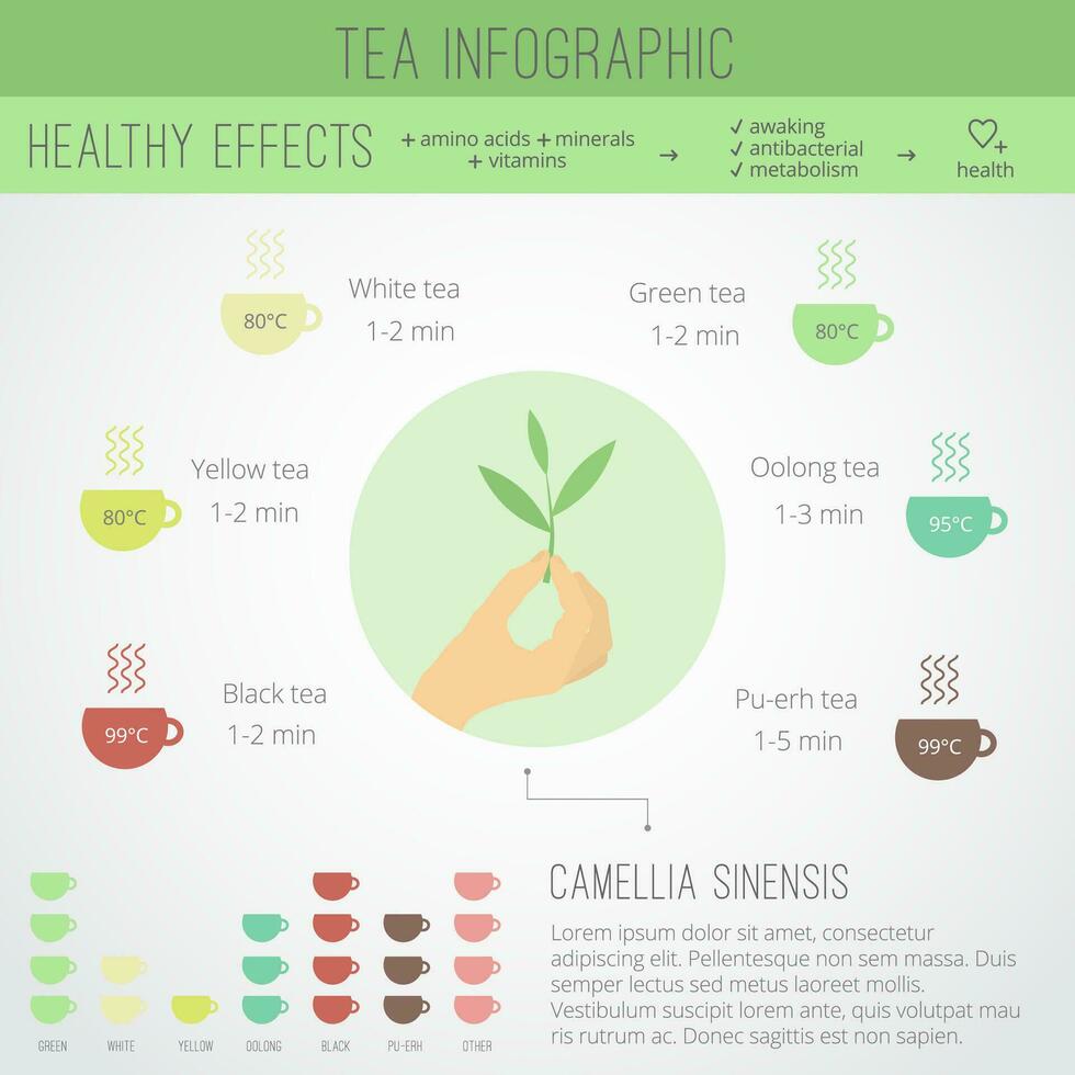 Infographics with tea in cups vector